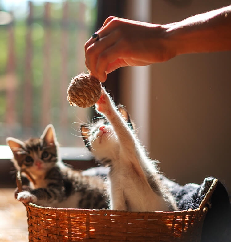 image-style-medium-3