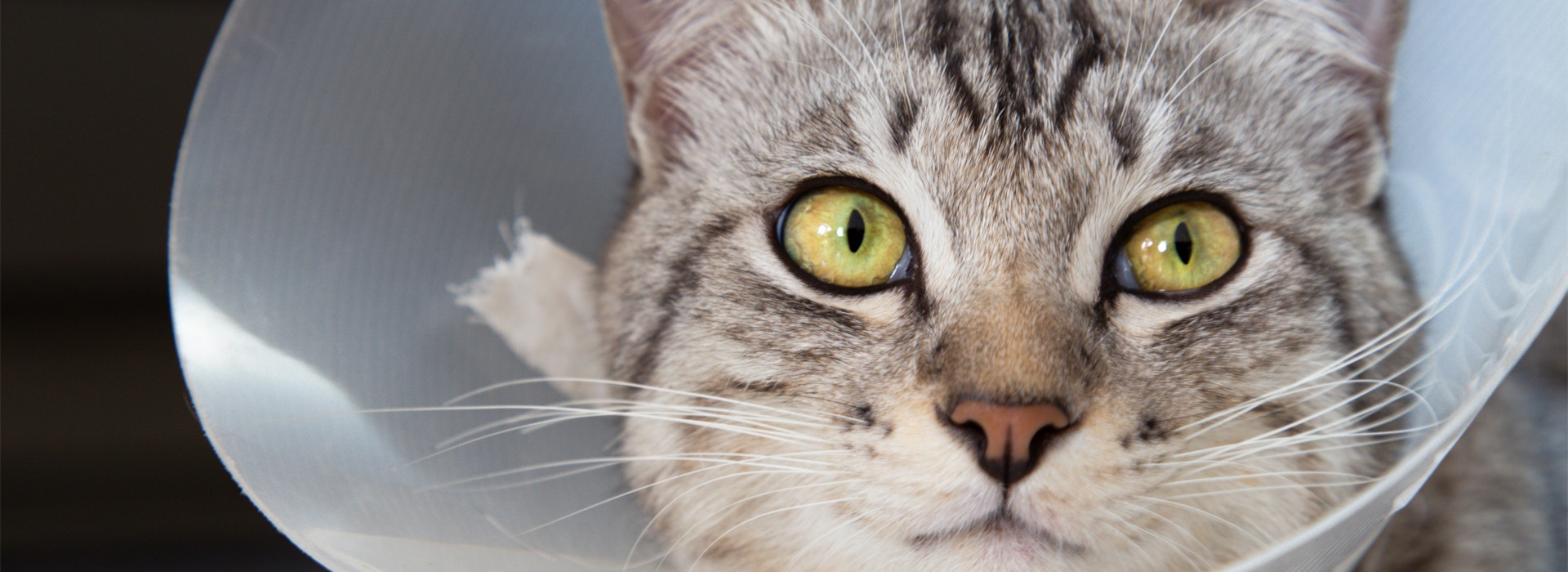 Todo sobre la esterilización de gatos