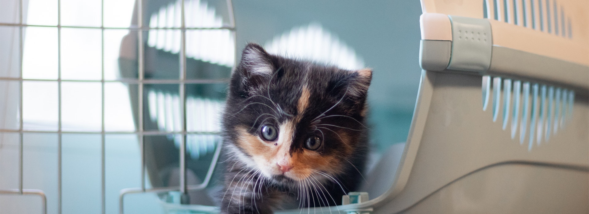 ¡Gatitos en camino! Lo que debes hacer