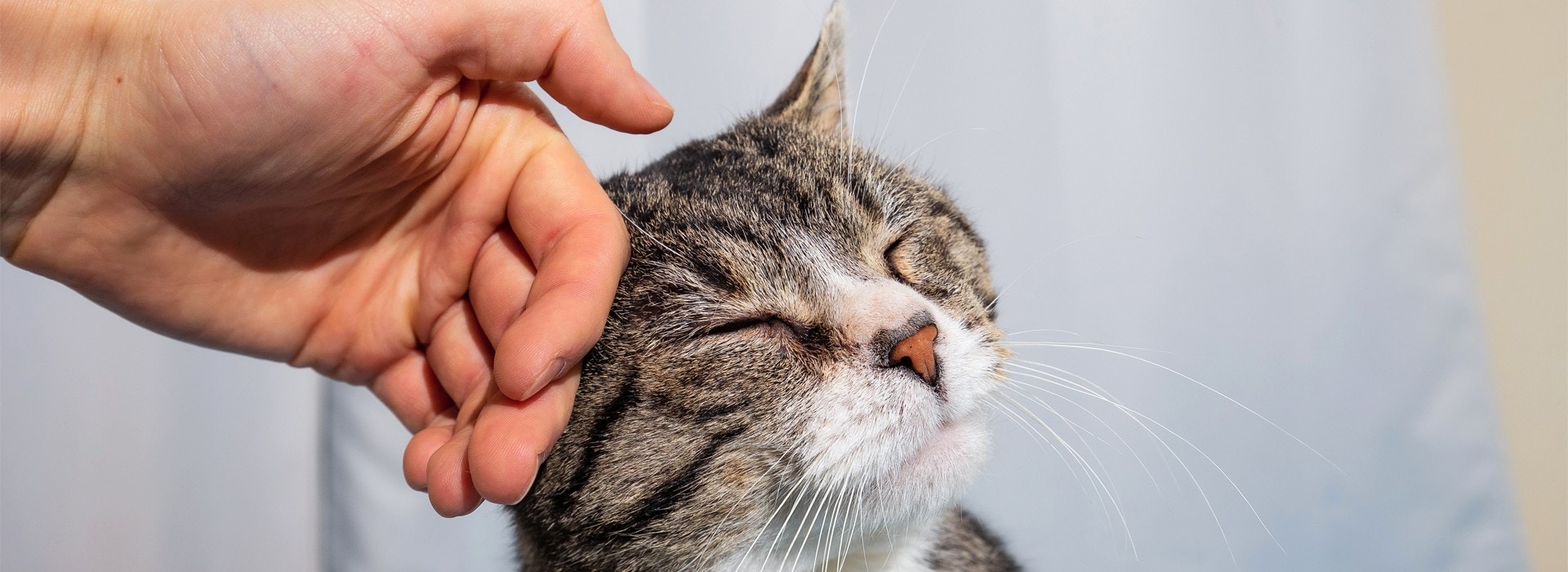 ¿Cómo cuidar un gato? Guía para un hogar seguro y cómodo para tu gato