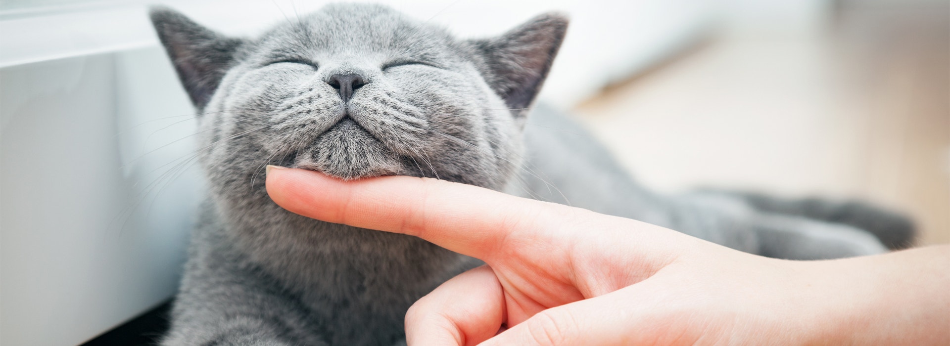 Nombres originales para gatos