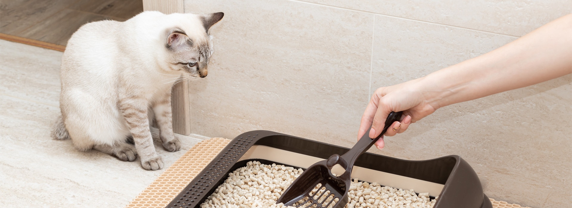 ¿Cómo enseñar a tu gatito a usar el arenero?