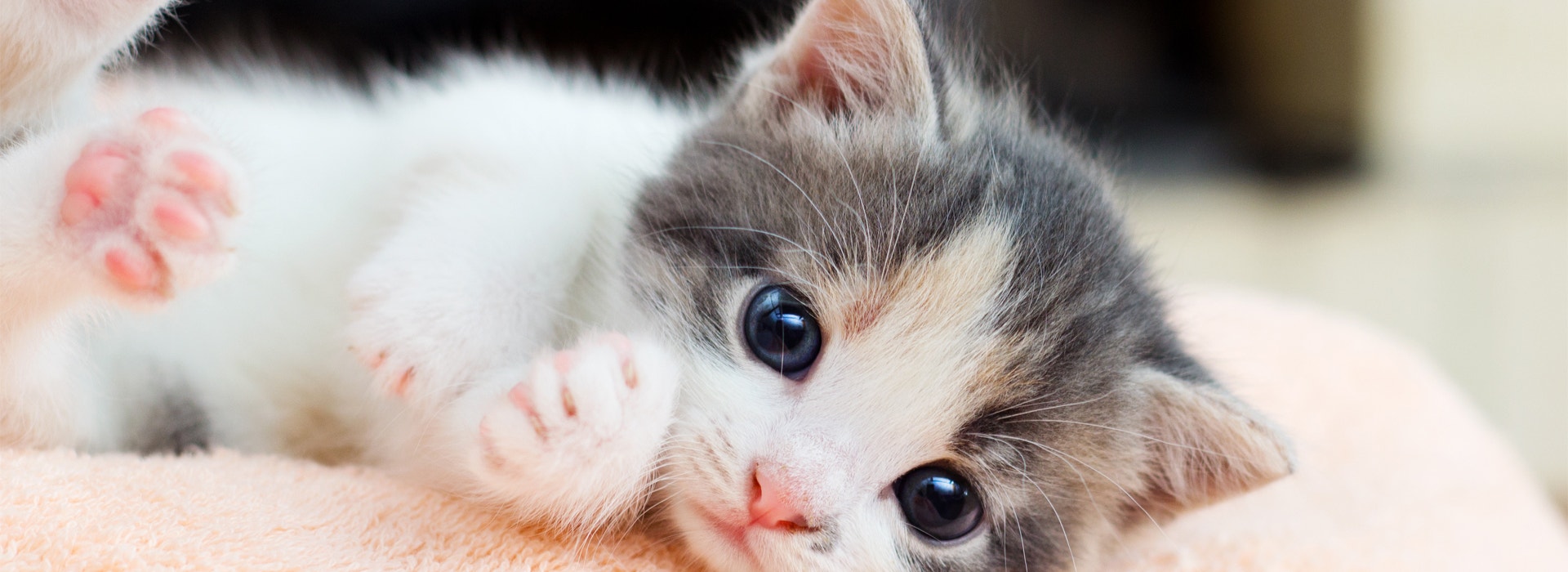 ¿Cómo cuidar un gato bebé?