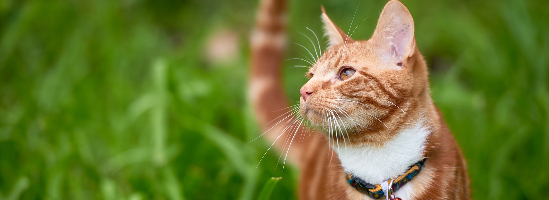 ¿Cómo mantener fuertes los dientes y huesos de tu gato?