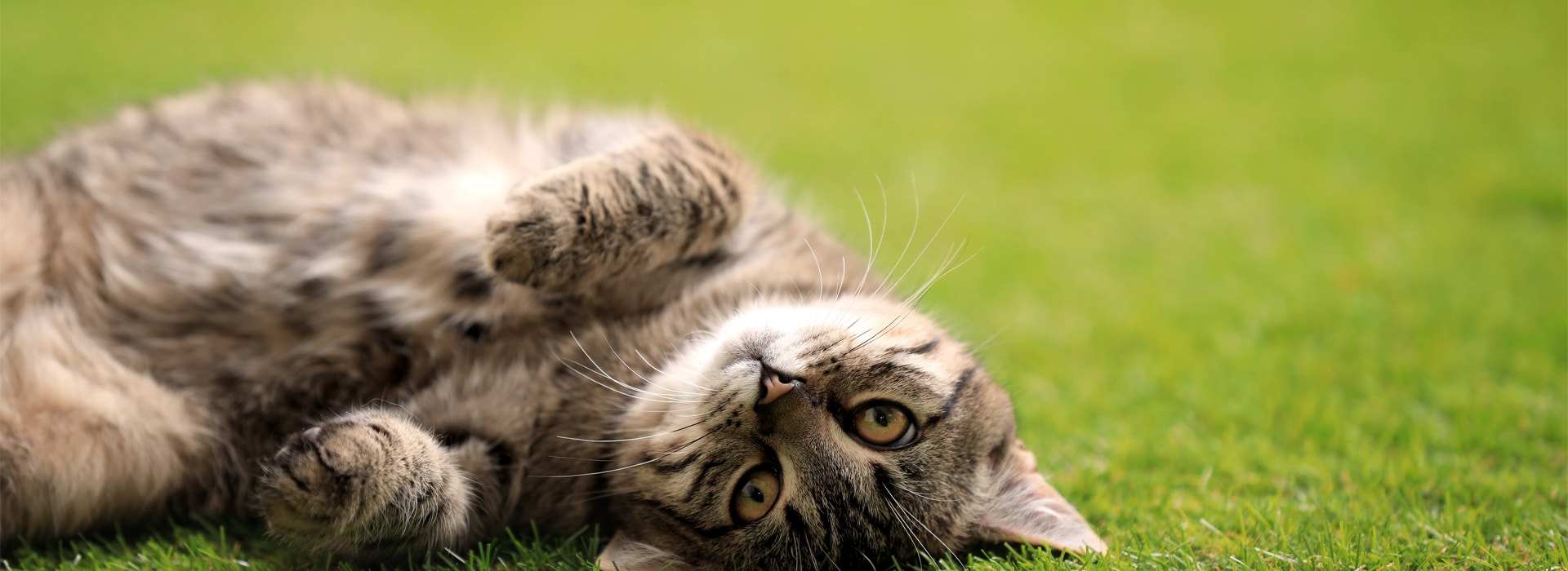 ¿Por qué los gatos ronronean?