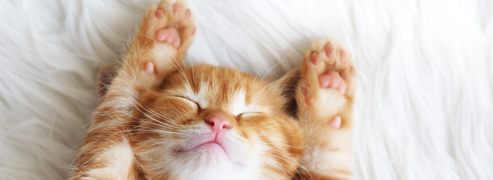 ¿Mitos comunes sobre los gatos?